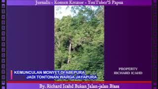 KEMUNCULAN MONYET DI ABEPURA JADI TONTONAN WARGA JAYAPURA