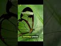 ✨ The Glasswing Butterfly | Nature’s Invisible Beauty 🦋🌿