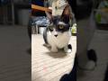 Cute cat video#kabaddi#kimpro828#cricket#小猫#funny#猫館