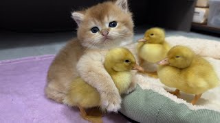 I was very touched.The kitten hugged the duckling and became good friends.cutest animal in the world