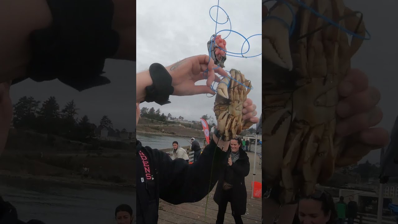 Gauge Buster Dungeness Crab At Newport Oregon Caught Using Snares Crabbing Fishing