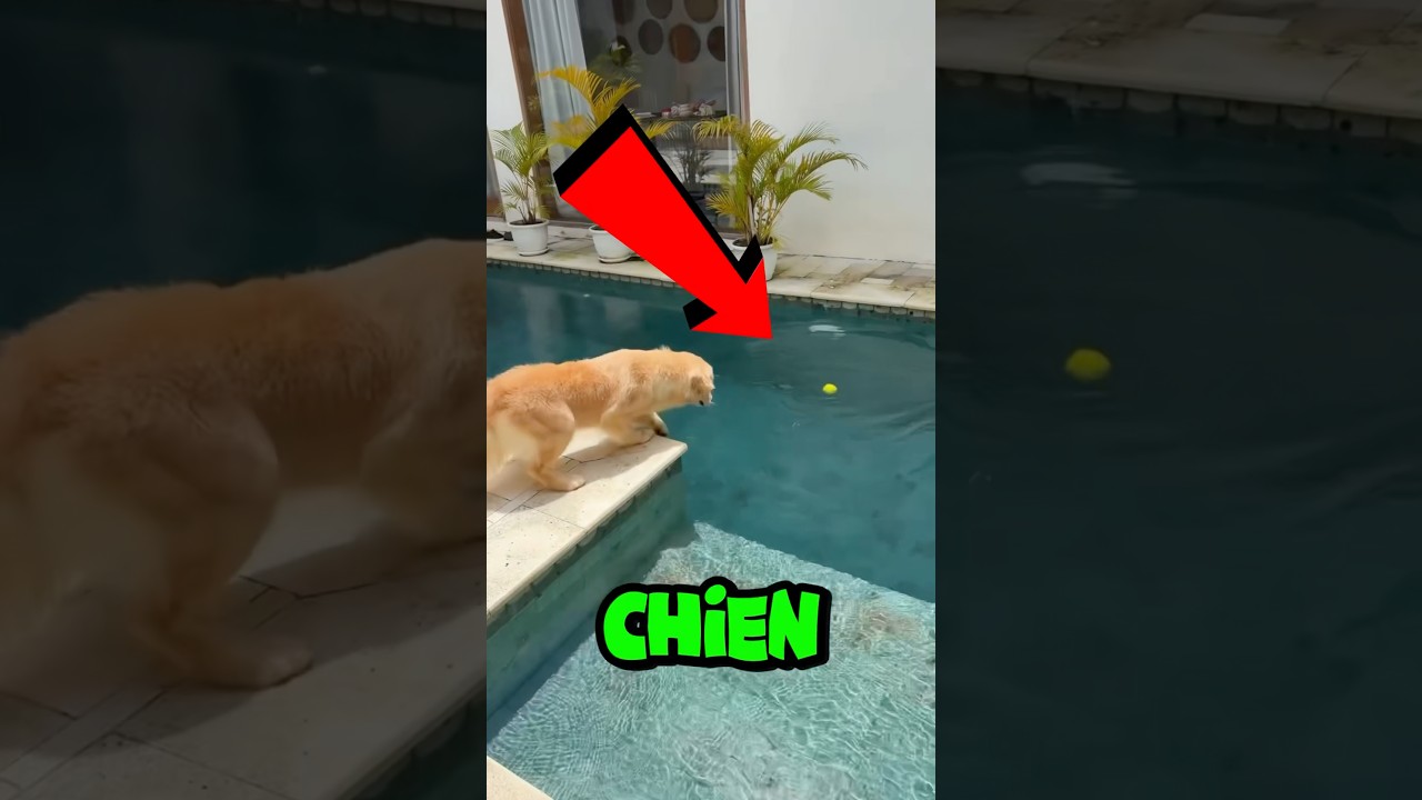 IMAGINEZ que votre CHIEN ait fait TOMBER sa PETITE BALLE dans la PISCINE,Que FERAIS-TU? 🎾😱 #shorts