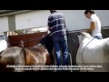 PABLO HERMOSO DE MENDOZA Y SUS BELLOS CABALLOS T