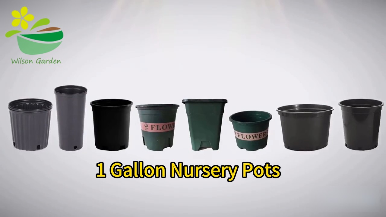 grass plant pot Grass Ophiopogon Mondo Grass Plant in a 6-in. (1 Gal.) Grower Pot –  OnlinePlantCenter main image 1