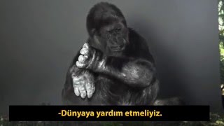 İşaret Diliyle Konuşan Goril