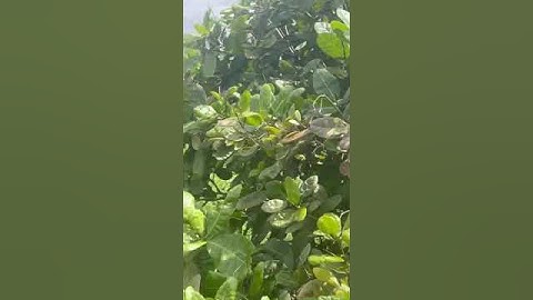 vườn điều 23ha tại Đức cơ gia lai giá 8ty2.