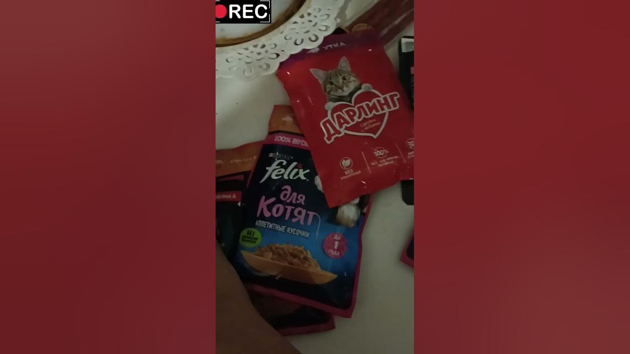 Кормление Тишки 🐈‍⬛ - YouTube