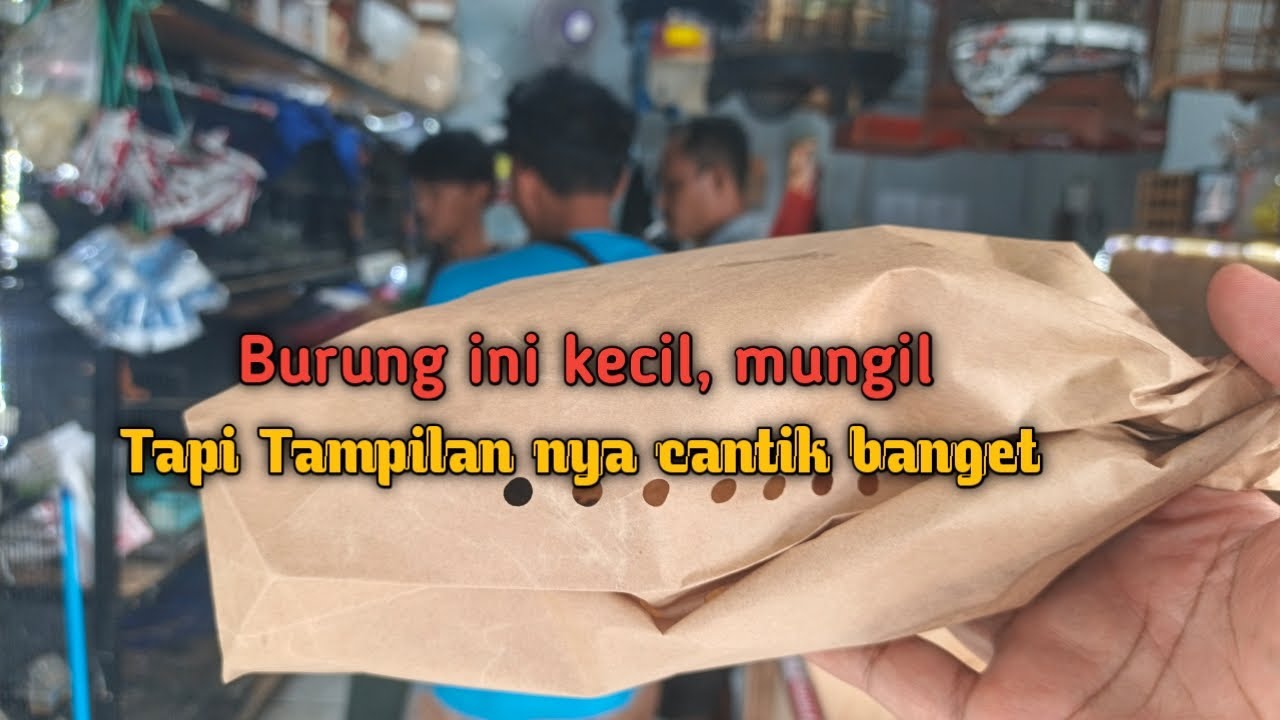 Gak tau nama dan cara ngerawat nya karena warnanya bagus langsung saya ombyok aja. 