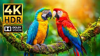 Breathtaking Wildlife in 4K HDR | Dolby Vision 120FPS OLED Demo for 8K/4K TVs