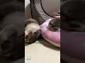 Sleeping Otters on the Floor　#shorts