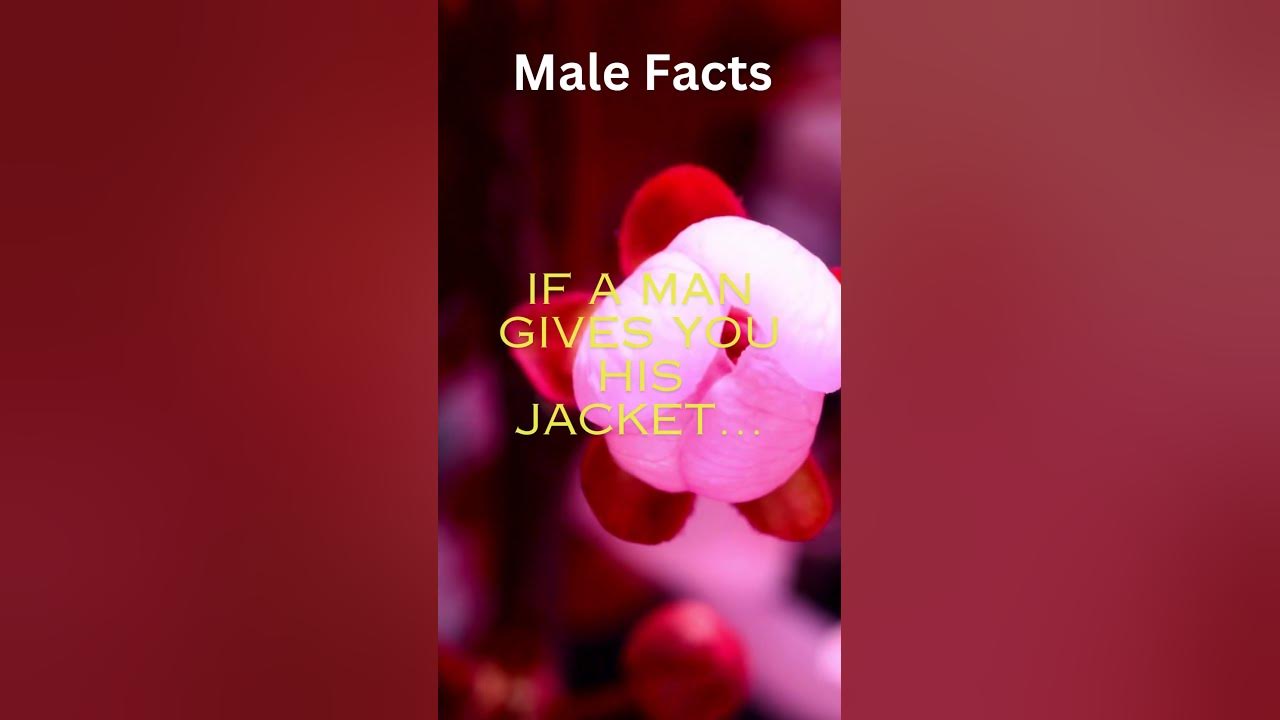 If a man gives you is jacket... facts DailyFacts FactOfTheDay YouTube