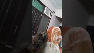 Bruno and adi bhaiya  play time  please subscribe #bruno #dog #doglover #funny