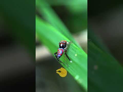 Vidéo: Les petites araignées peuvent-elles faire de grandes toiles ?