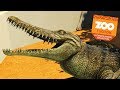 JAWS OF THE CROCODILE | Zoo Tycoon : Ultimate Animal Collection #13