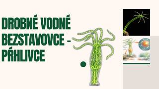 Drobné vodné bezstavovce - pŕhlivce
