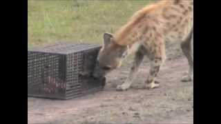 Wild Hyenas Solving A Novel Problem