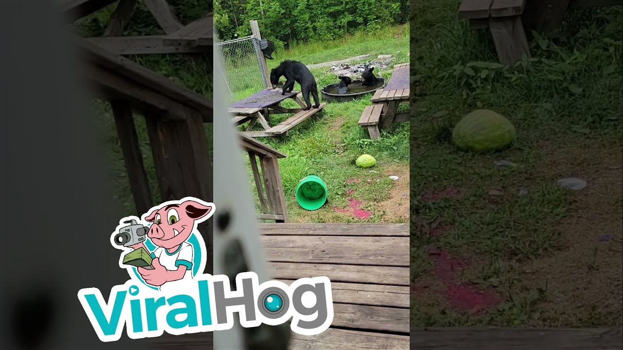 Wild Bears Cool Off in Backyard Pool || ViralHog - YouTube