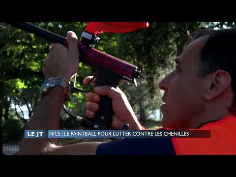 Solution innovante contre la chenille processionnaire du pin