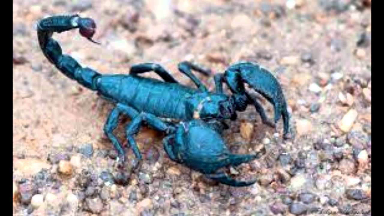 Animals scorpions. Голубой Императорский Скорпион. Pandinus Imperator. Heterometrus cyaneus. Скорпион Pandinus.