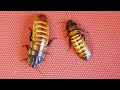 Мадагаскарские шипящие тараканы - послушайте, как громко шипят!
