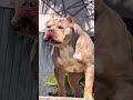⚠️ Pitbull 🐕‍🦺… خطير ولا حنون؟ 😳🔥