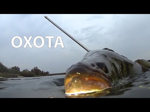 Видео: Подводная охота осенью в реке Десна