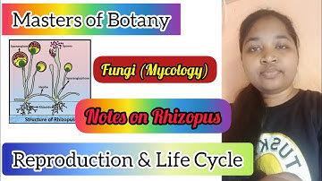 Rhizopus(Bread Mold) -Fungi(Mycology);Reproduction & Life Cycle|Notes for. B.Sc/M.Sc|Botany Students