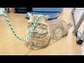 歯磨き猫じゃらしであそんでみました！