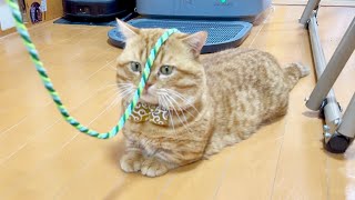 歯磨き猫じゃらしであそんでみました！