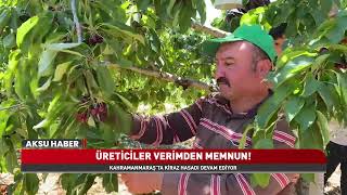 Kahramanmaraş'ta Dev Kiraz Hasadı Başladı! 20 Gramı Aşan Kirazlar Avrupa Yolunda