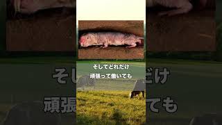 扱いが雑過ぎる　ハダカデバネズミ　【ぴえん過ぎる生き物紹介】#shorts