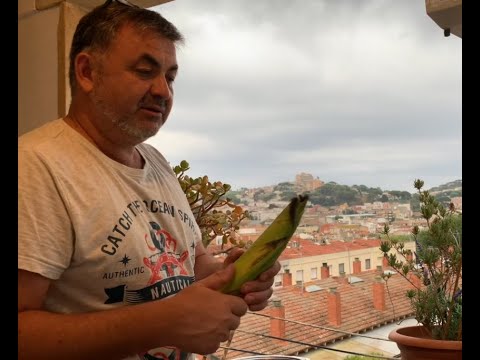 Как вкусно сварить старую кукурузу