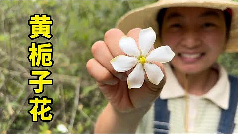 栀子花开的季节，不光好看闻着还香，摘一盆炒韭菜，吃起来更香 - 天天要闻