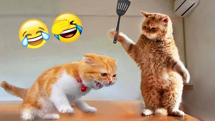 Video 11879461: enjoy best cats, best funny cats dogs, pets animals