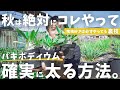 【爆速でパキポを太らせる方法】２年分くらいは差が付く？！