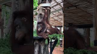 relaxed orangutan