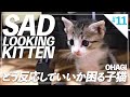 どう反応していいか困る子猫