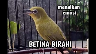 pleci betina super birahi bagus buat pancingan