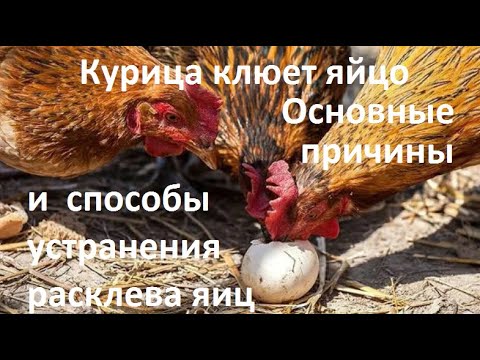 Почему курицы клюют кровь. Куры клюют яйца причина. Причина расклевывания яиц курами. От расклева яиц для кур. Почему куры клюют яйца которые несут что делать зимой.