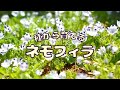 種から育てるネモフィラ｜種まきから開花まで4か月の記録