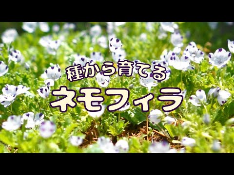 Nemophila grown from seed｜A record of 4 months from sowing