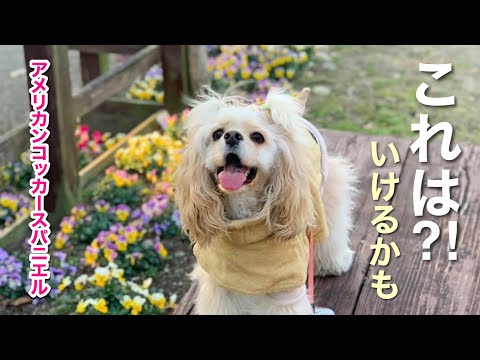 アメリカンコッカースパニエル ＊ 挨拶は大好きだけど遊びかたを知らない犬が相性いい子と出会った結果