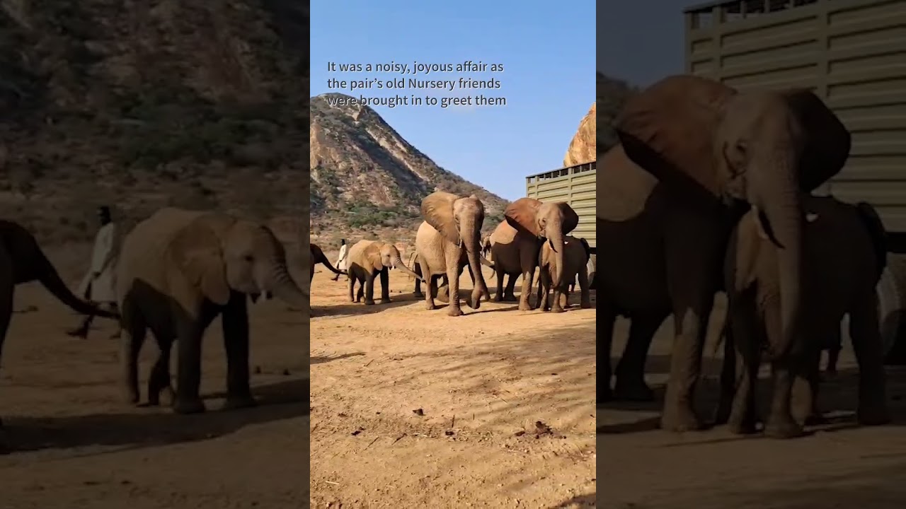 First Peek: Weka and Shujaa Graduate to Ithumba | Sheldrick Wildlife Trust