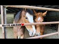 Whose Your Favorite Foal??? + Natties New Friend!