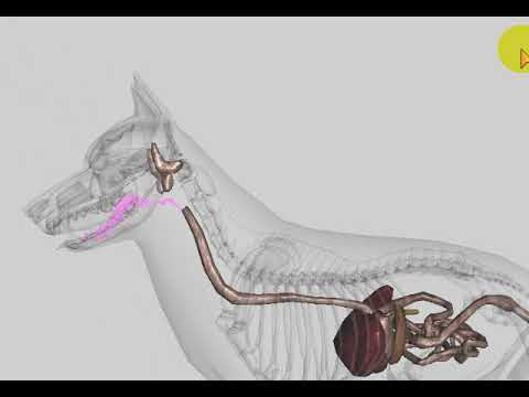 Video: Teo Acinar Tuyến Tụy Và Thiếu Hụt Enzyme Tiêu Hóa ở Chó