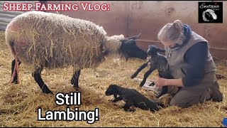 The Ongoing Lambing Process: Captivating Moments At Ewetopia Farms! by Ewetopia Farms 4,295 views 3 weeks ago 30 minutes
