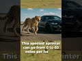 This is the cheetah — the fastest land animal on Earth#CheetahVsCar #FastestAnimal #SpeedBattle