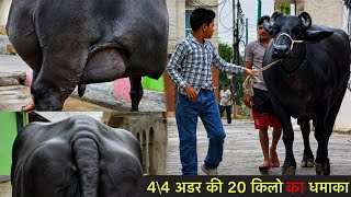 इतनी भारी 20 किलो दूध की भैंस आपने नहीं देखी होगी!  Kuldeep Dairy Farm ✅
