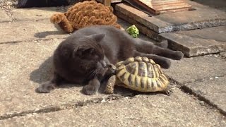 Cats vs. Tortoises