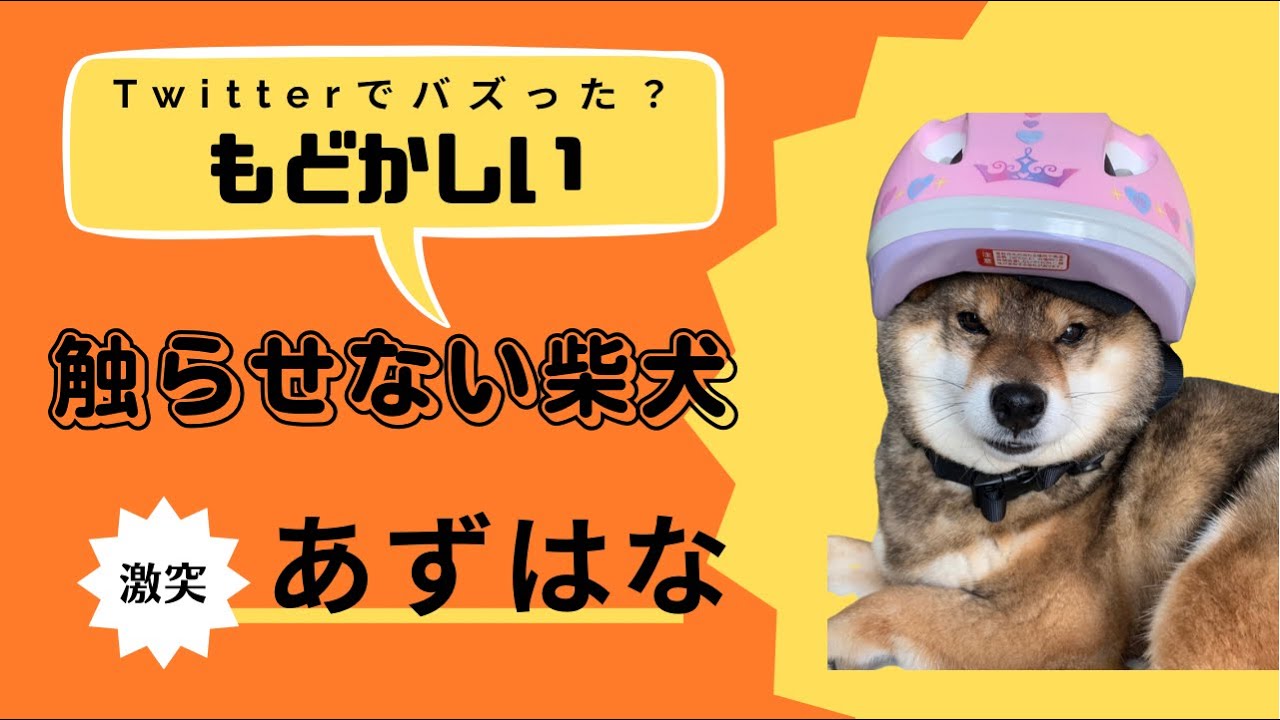 動かない犬 はっぴーDOG ハーネス 胴輪 犬 小型犬 中型犬 超小型犬 抜けない
